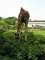 Girafe (00)